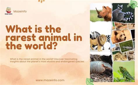 What Is The Rarest Animal In The World In 2024 Maze Info