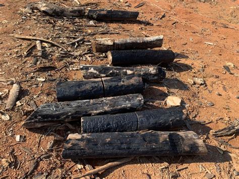 Tres Personas Fueron Capturadas En Flagrancia Deforestando De Zona