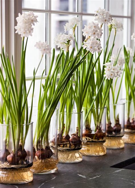 How To Force Paperwhites Bulb Flowers Spring Bulbs Planting Bulbs