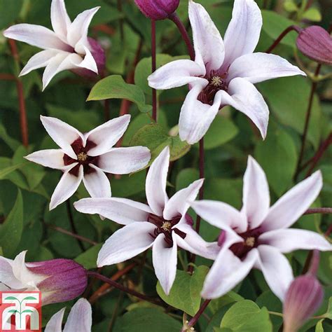 Clematis Royal Ladies Duo Plants Thompson And Morgan