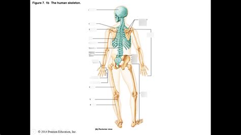 The human skeleton: posterior view Diagram | Quizlet