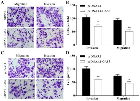 Decreased Expression Of Long Non Coding Rna Gas Promotes Cell