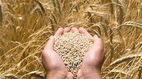 Foodgrain Indias Total Foodgrain Production In Estimated To