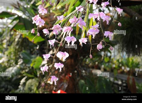 Phalaenopsis schilleriana, Moth orchid Stock Photo - Alamy