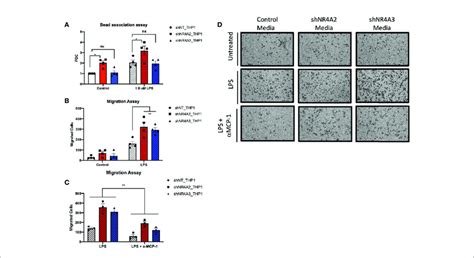 | Knockdown of NR4A2 but not NR4A3 increases bead association, while ... 