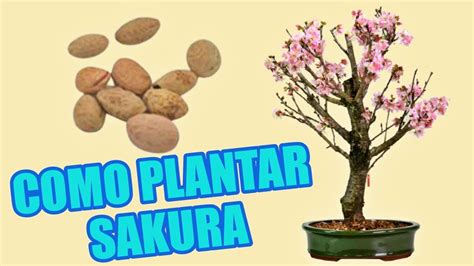 Aprender Sobre Imagem Bonsai De Cerejeira Japonesa Br