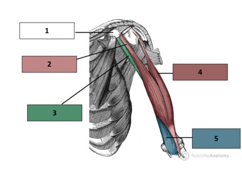 Unit Muscles Of The Arm Anterior Compartment Flashcards Quizlet