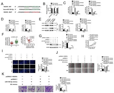 Mir P Targets Vegfa And Inhibits Proliferation Migration And