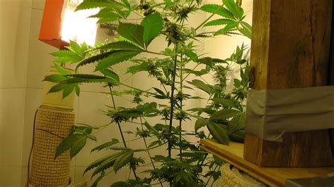 6 weeks into flowering - Indoor Medical Marijuana Growing