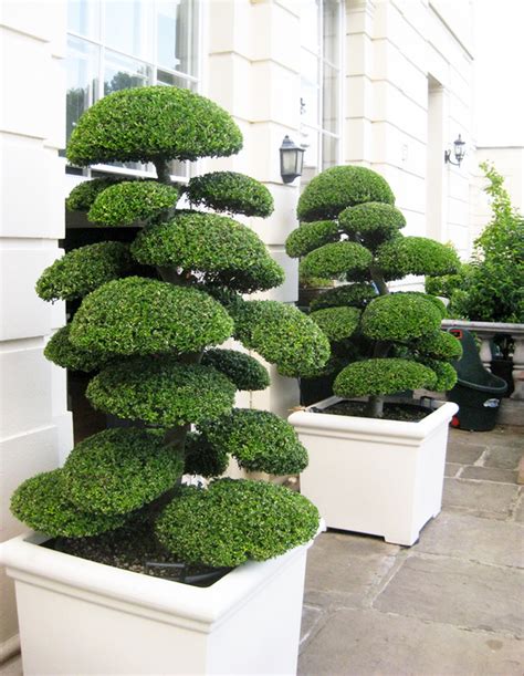 Ilex Crenata Kinme Japanese Style Plant World London