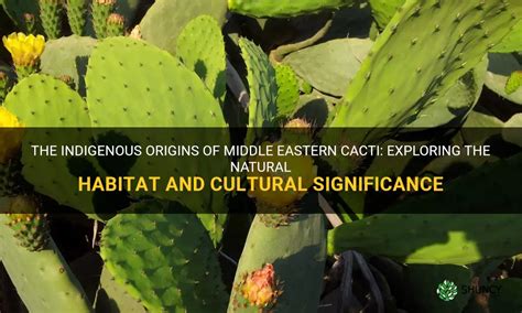 The Indigenous Origins Of Middle Eastern Cacti Exploring The Natural