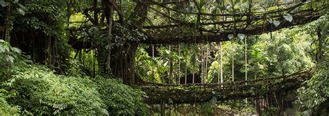 Double Decker Living Root Bridge Cherrapunji, India | Best Time To ...