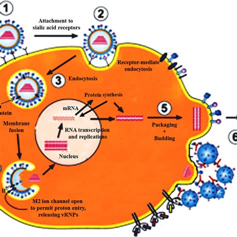 A Schematic Presentation Of Influenza A Virus Life Cycle Adapted With