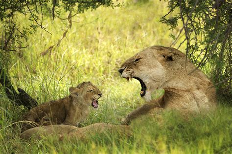 Lioness Roaring With Cubs