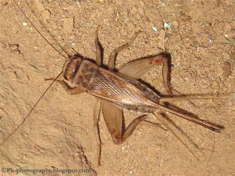 Indian House Cricket Gryllodes Supplicans Nature Cultural And