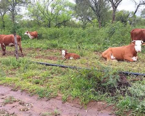 Vendo Campo Ganadero Armado Has En Frias Agroads