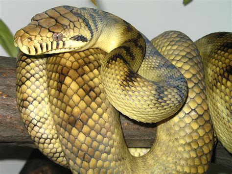 Anaconda | The Most Dangerous Snake In The World | Wildlife Of World