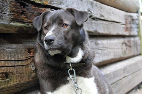 La Tristeza De Un Perro Encadenado 36143