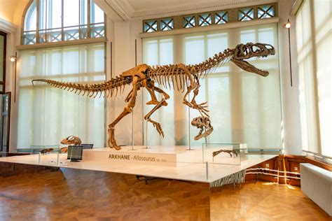skeletons  dinosaurs   museum  stock photo