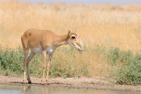 Wild Female Saiga Antelope Near Watering In Steppe Stock Image Image