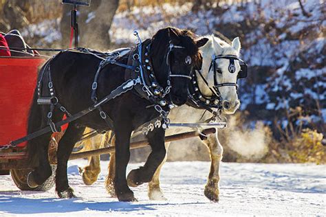 140+ Clydesdale Horses Snow Stock Photos, Pictures & Royalty-Free ...