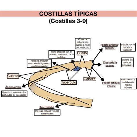 Costillas típicas Costillas anatomia Costillas humanas Anatomía