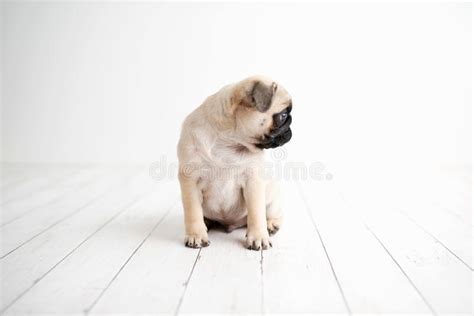 Un Perrito Adorable Del Barro Amasado En El Fondo De Madera Blanco