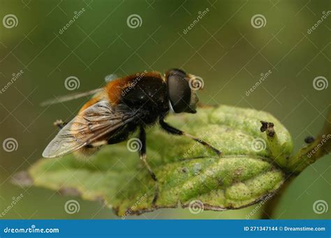 Closeup On A Furry Dronefly Eristalis Intricaria Sitting On A Green