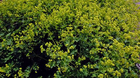 Alchemilla Speciosa Rosaceae Image At Phytoimages Siu Edu