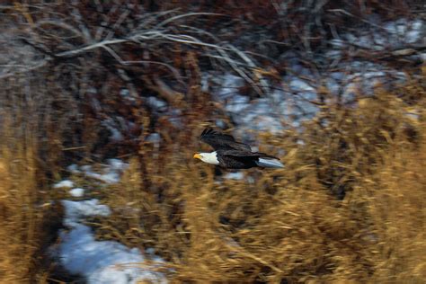 Bald Eagle Swoops Down From A Tree Photograph By Jeff Swan Fine Art