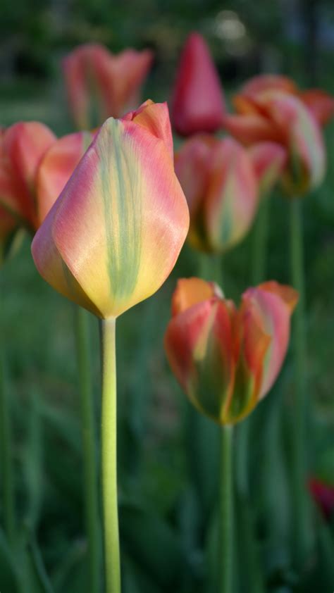 Blue Tulips Wallpaper Photos, Download The BEST Free Blue Tulips Wallpaper Stock Photos & HD Images