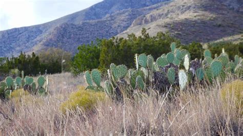 Cacti Of West And Southwest Usa Chenille Prickly Pear Cowboy S Red