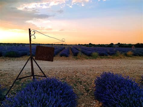 Visita A Los Campos De Lavanda De Brihuega