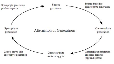 Alternation Of Generations Diagram Donniekloeh