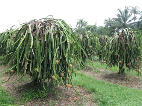 Dragon Fruit Tree Picture