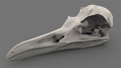 Bird Skull Anatomy