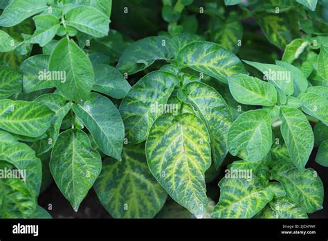 Nutrient Deficiency On Potato Leaves Symptoms Yellowing Of Leaves