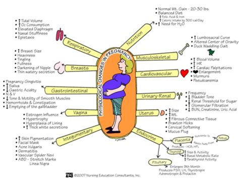 Maternity Adaptations To Pregnancy Flashcards Quizlet