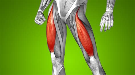 Quadriceps Kası Nedir Görevleri Ne Nasıl Güçlendirilir Webtekno