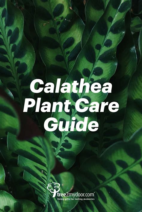 Calathea Plant Care Guide Caring For Your Calathea Plants Calathea