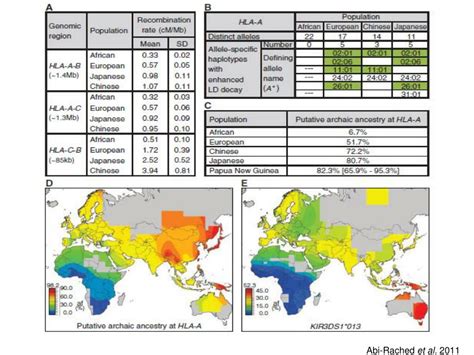 Ppt Did Sex With Neanderthals And Denisovans Shape Our Immune System Powerpoint Presentation