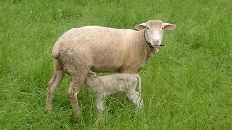 Do Sheep Have Tails? (why some sheep have long tails, and others don't)