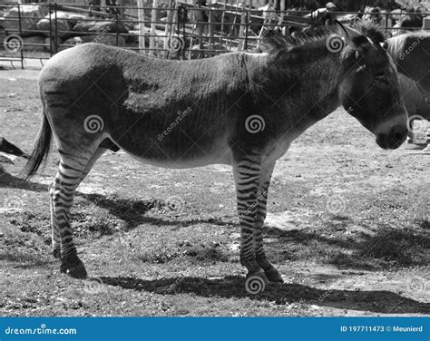 Zebroid stock image. Image of horse, equid, equine, hybrid - 197711473