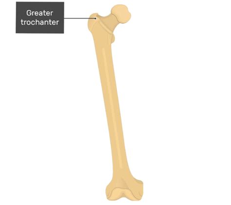 Femur: anatomy and labeled diagram | GetBodySmart