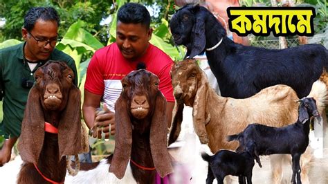 কমদামে অরিজিনাল ও চোখ ধাধানো সুপার হাই কোয়ালিটি তোতাপুরী বিটোল