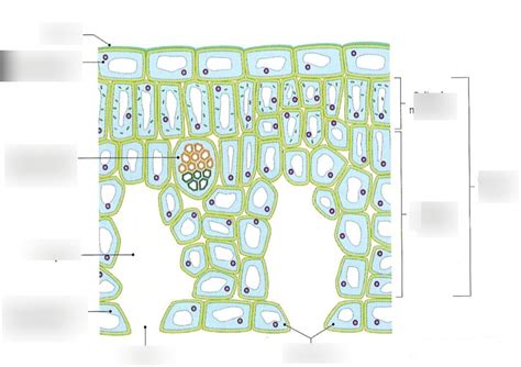 stomata diagram Diagram | Quizlet