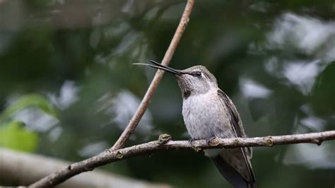 Hummingbirds Of Washington State – Hummingbirds Info