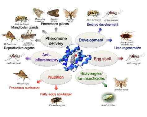 Different Roles Of Odorant Binding Proteins Obps Both In Chemical