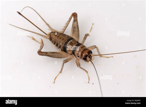 Tropical House Cricket Gryllodes Sigillatus Adult Female Stock Photo