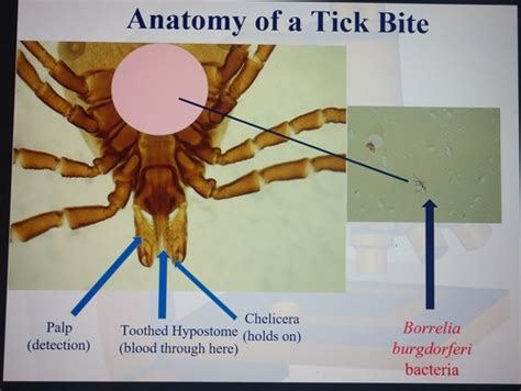 BIOL 305 Ecology Of Tick Vectors Flashcards Quizlet